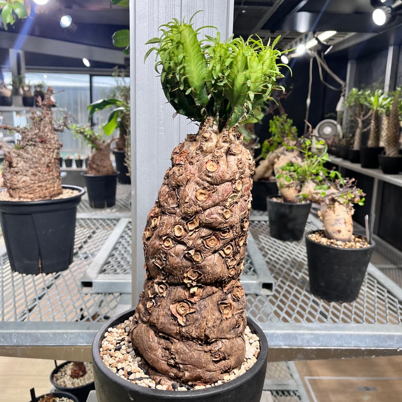北*6様 ユーフォルビア ムランジーナ 現地球 大株 輸入即出品 20EM 北*6様 ユーフォルビア ムランジーナ 現地球 大株 輸入即出品 20EM