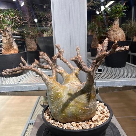 CATEGORY パキポディウム | KANIK