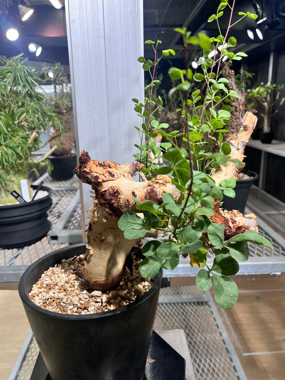 CK7】コミフォラ カタフ ソマリア産 | KANIK