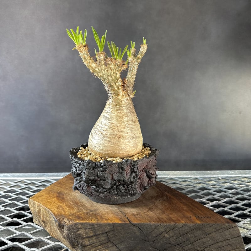 ゴジラ鉢　goat 塊根植物　アガベ　グラキリス GOAT GODZILLA RED ゴジラ鉢 グラキリス アガベ パキプス 【公式通販】