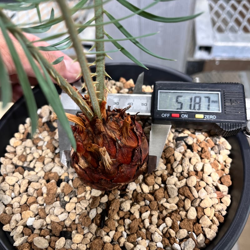 CC5] サイカスカイルンシアナ | KANIK