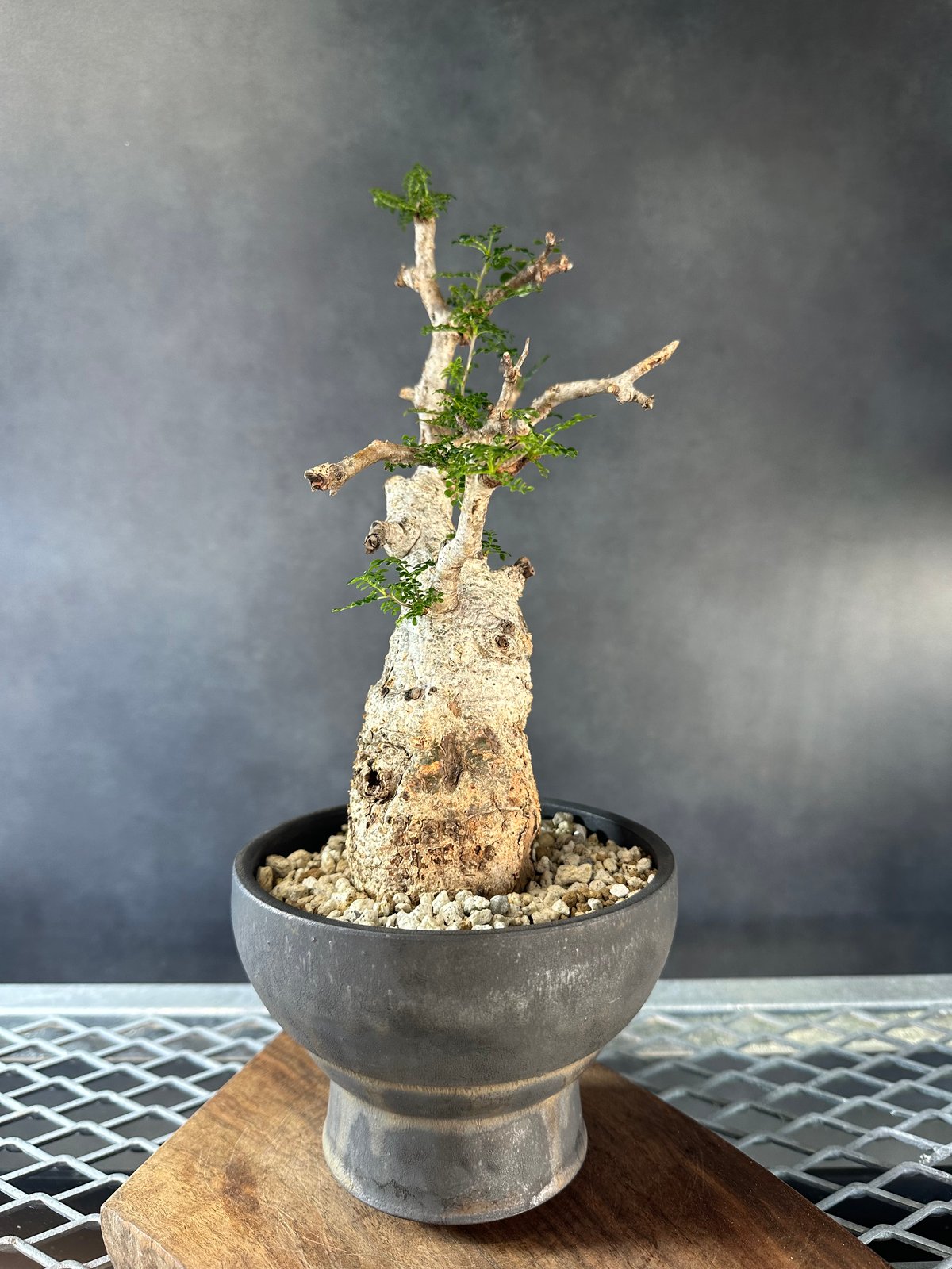 オペルクリカリア　パキプス　発根済み　カタチ制作所とのセット オペルクリカリアパキプス発根済みカタチ制作所とのセット