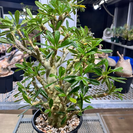 ドルステニアギガス | STORES