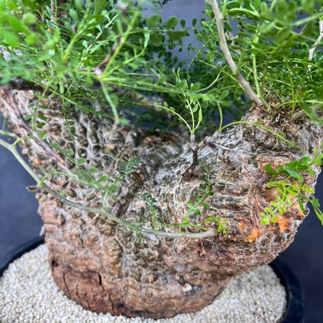 発根済　オペルクリカリア パキプス ×plants greed