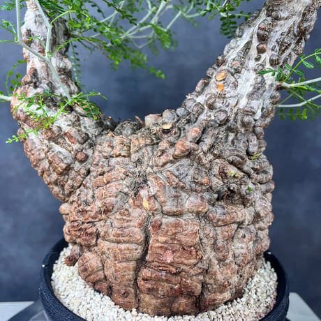 発根済　オペルクリカリア パキプス ×plants greed