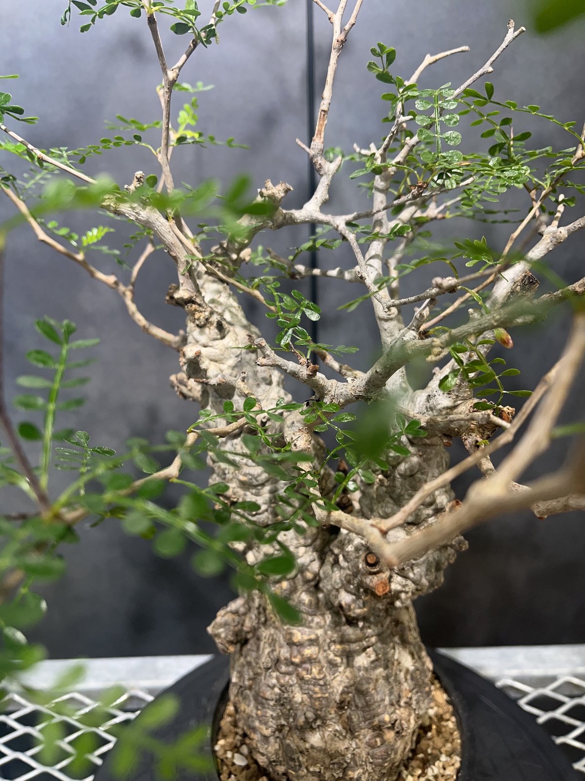 オペルクリカリア パキプス 根挿し パワータンク - 植物/観葉植物