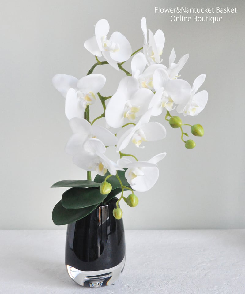 胡蝶蘭アレンジメント/ブラックベースシリーズ】・インテリア