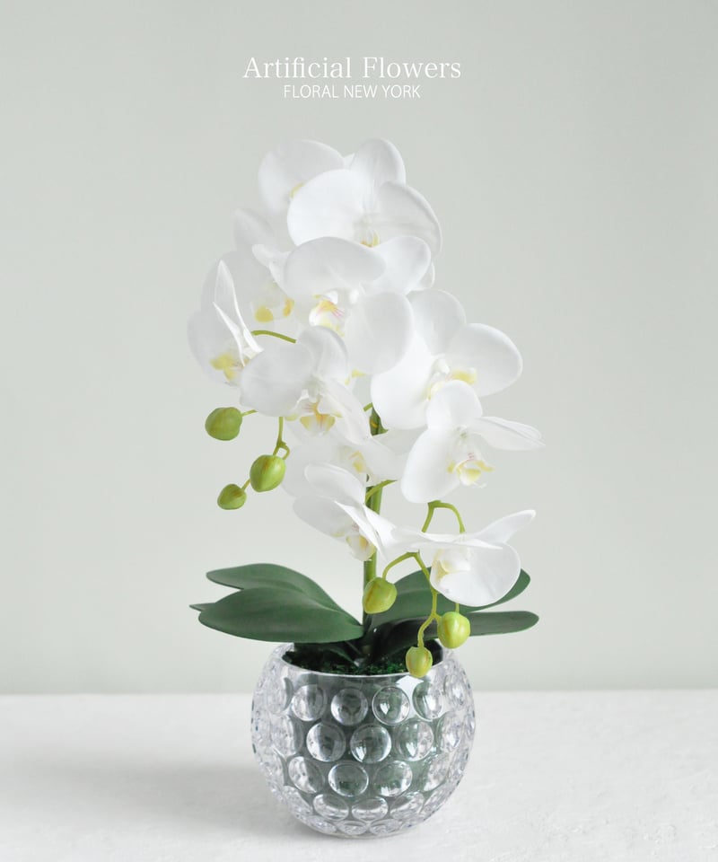 胡蝶蘭アレンジメント/ポリカーボネートベース】・インテリアアレンジ