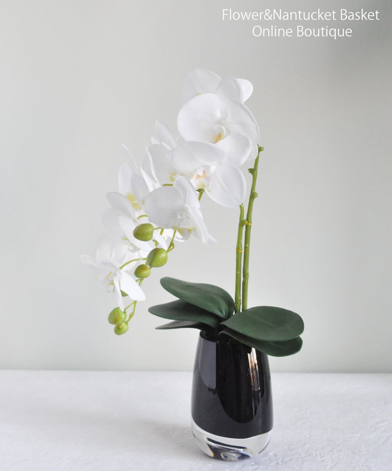 胡蝶蘭アレンジメント/ブラックベースシリーズ】・インテリアアレンジ