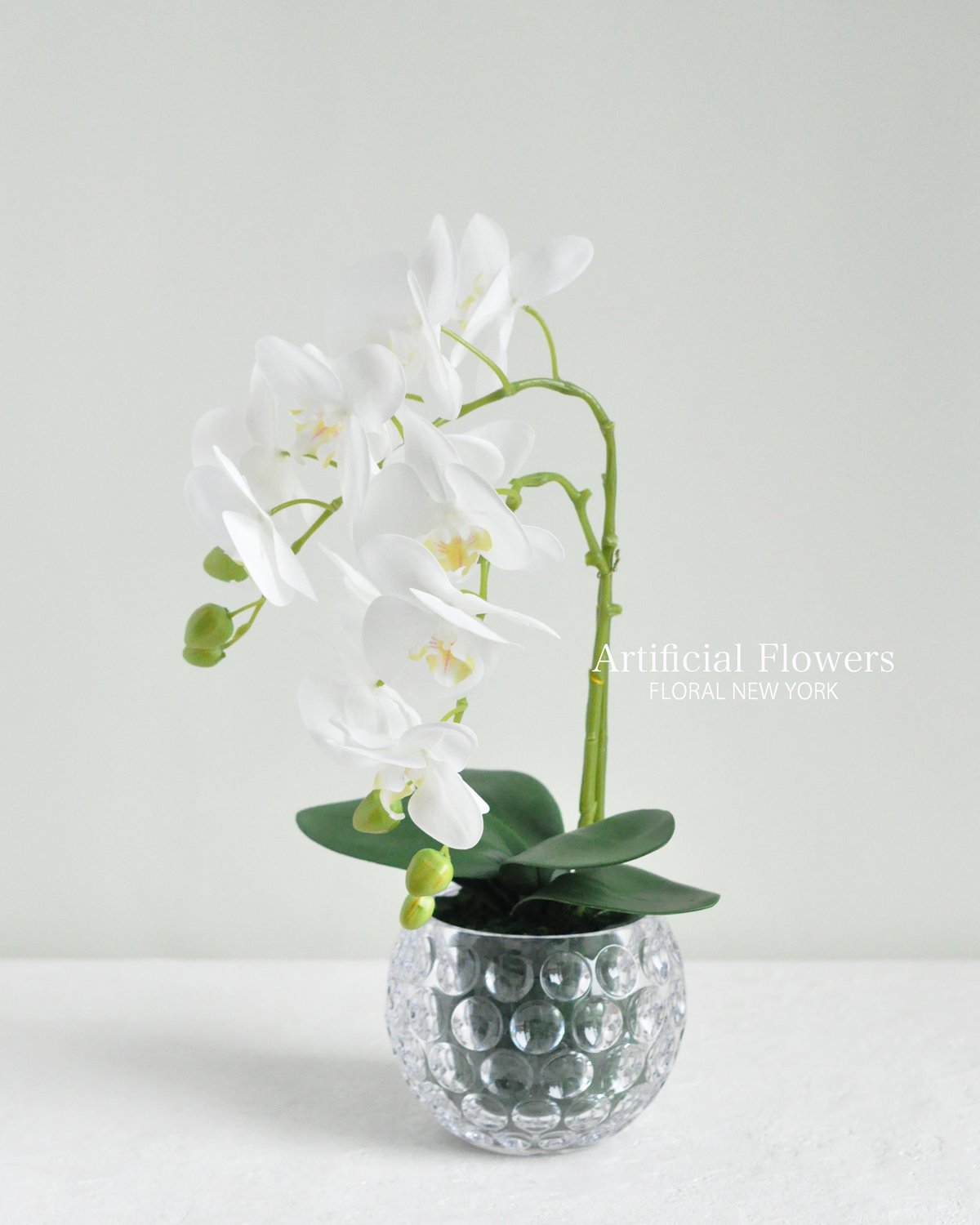 胡蝶蘭アレンジメント/ポリカーボネートベース】・インテリアアレンジ