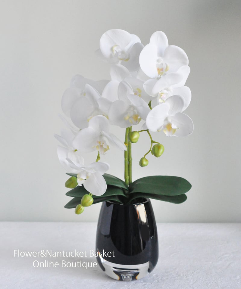 胡蝶蘭アレンジメント/ブラックベースシリーズ】・インテリアアレンジ