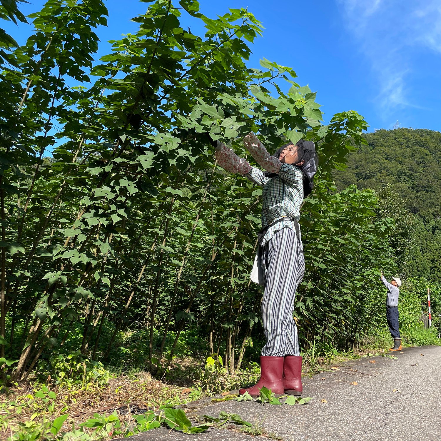 数量限定】五箇山産楮 黒皮 和紙原料 1kg | 五箇山和紙の里 ONLINE STORE
