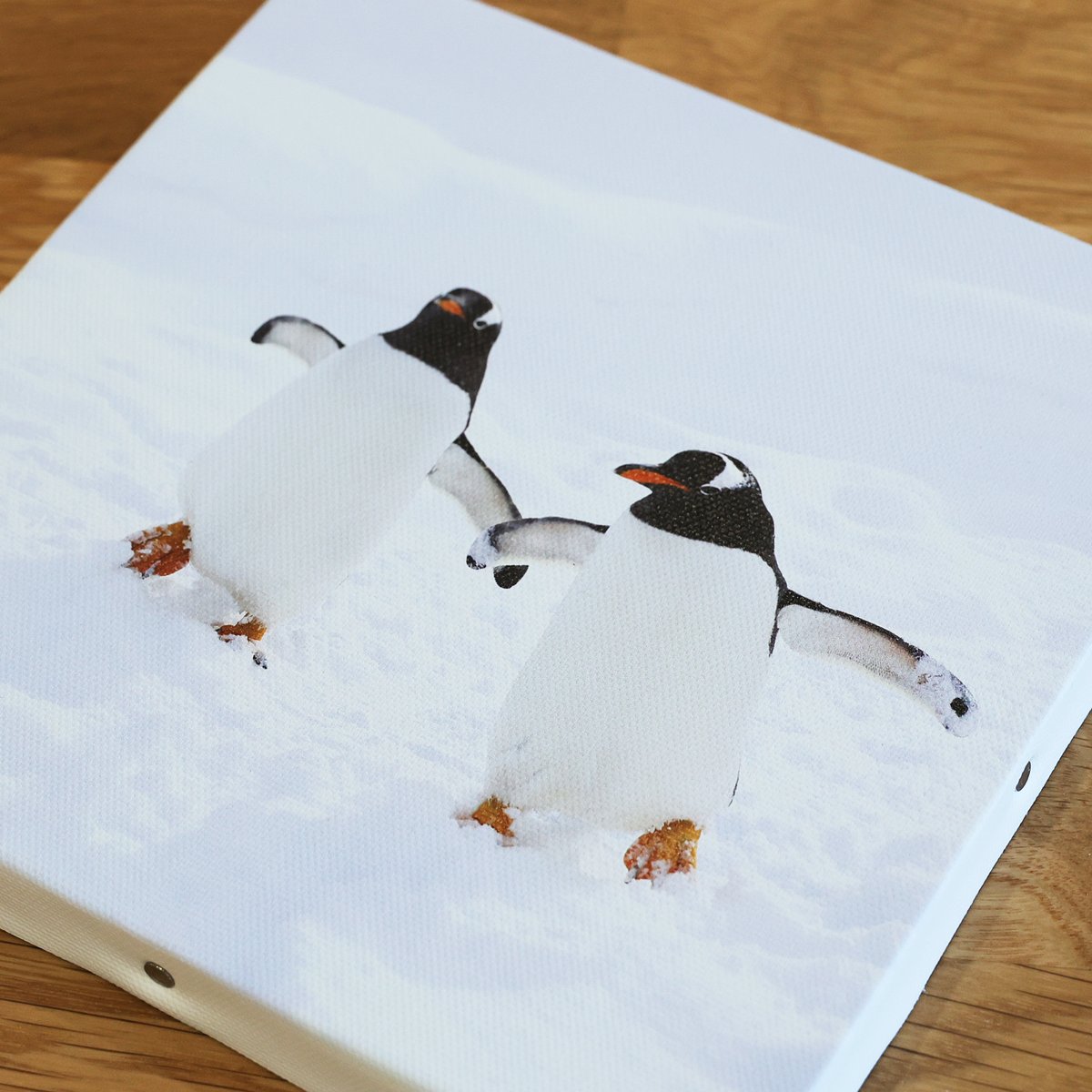 仲良しペンギン（キャンバス） | K's Photoギャラリー