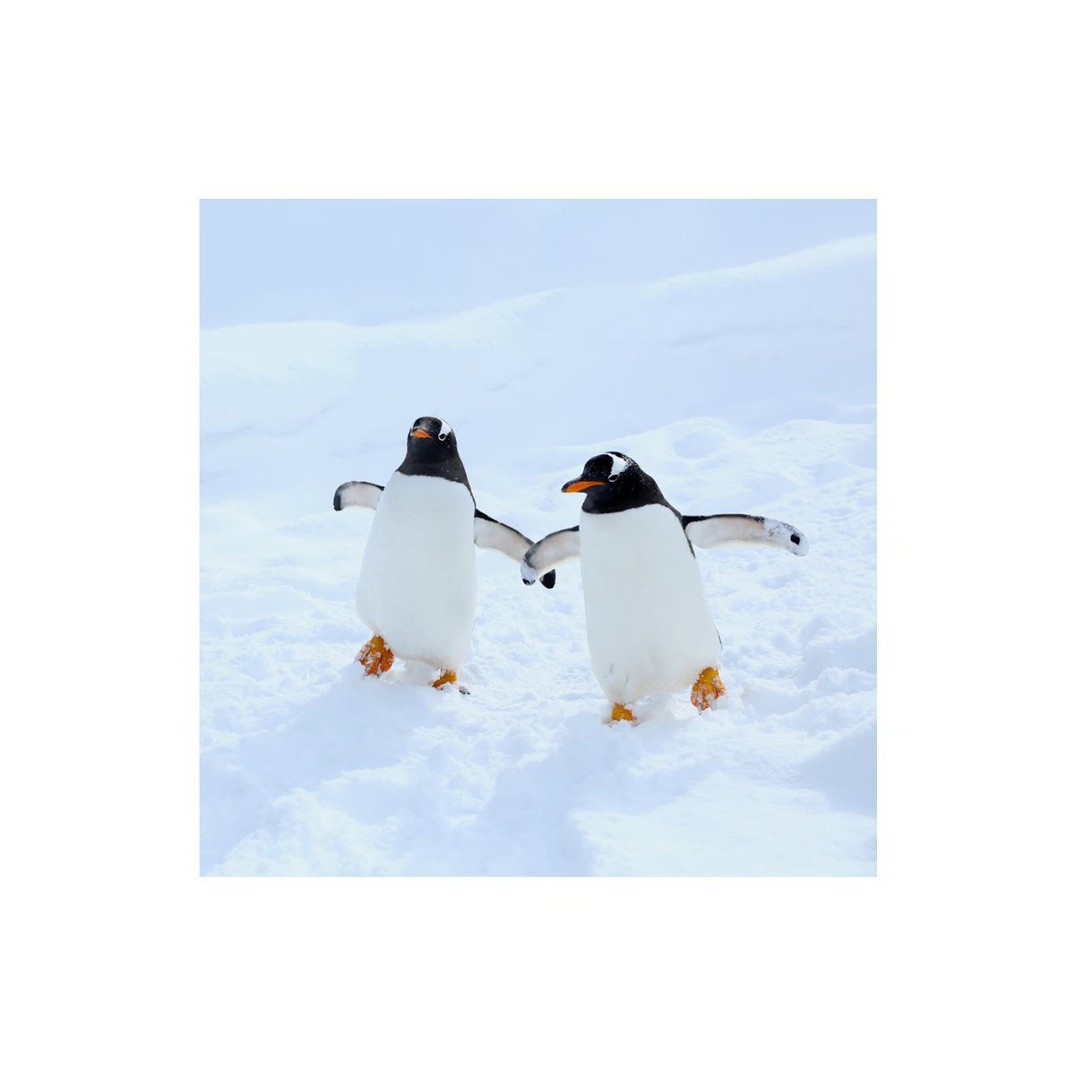 仲良しペンギン（キャンバス） | K's Photoギャラリー