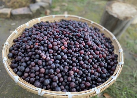 自然栽培の山葡萄（3kg）