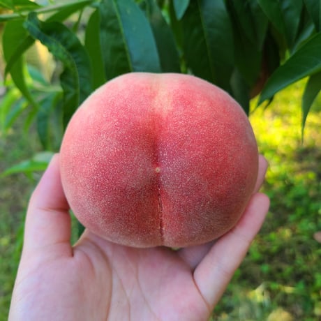 CocoRo♡farm 大玉!ワッサーのような桃（美郷）8kg CocoRo♡farm 新鮮な桃（赤宝）2kg - メルカリ