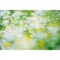 池田晶紀 写真作品　series "DOUBLE NATURE" 「Pirts, Pirtis」#11