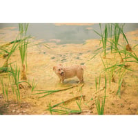 池田晶紀 写真作品　series "DOUBLE NATURE" 「Pirts, Pirtis」#17