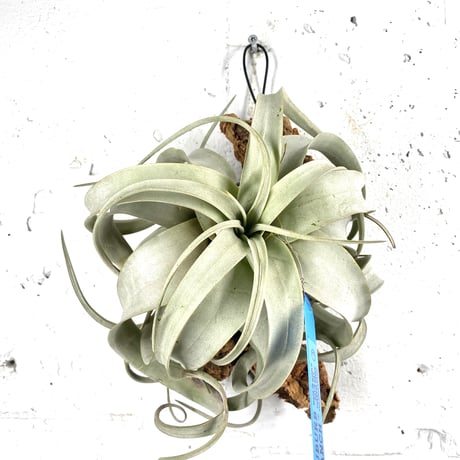 エアプランツ チランジアの王様 キセログラフィカ (くるくる