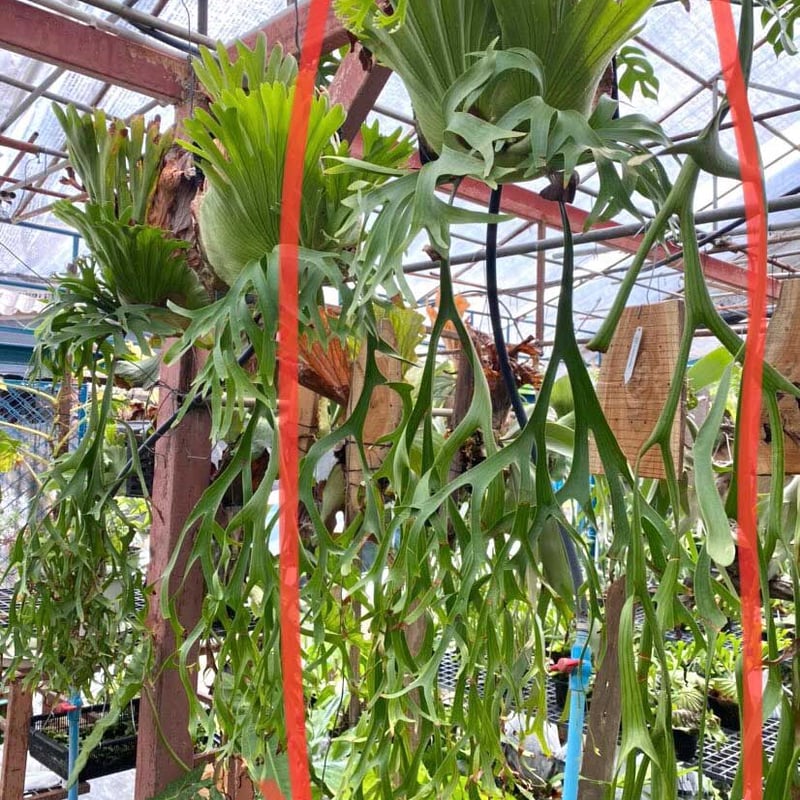 【P. coronarium Philippines】ビカクシダ コロナリウム