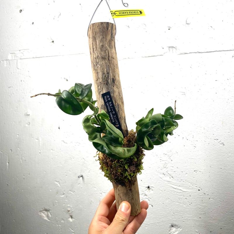 流木 Hoya carnosa compacta ホヤ・カルノーサ コンパクタ 流木 Hoya carnosa compacta ホヤ・カルノーサ コンパクタ