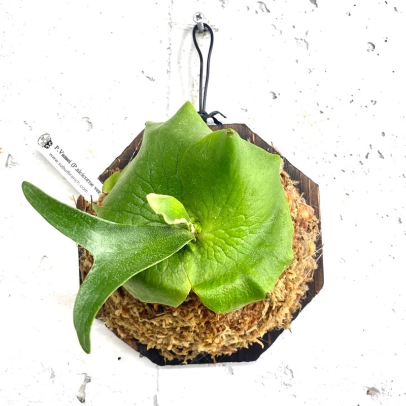 ビカクシダ アルシコルネ マダガスカル P.Vassei (P.Alcicorne Var.M