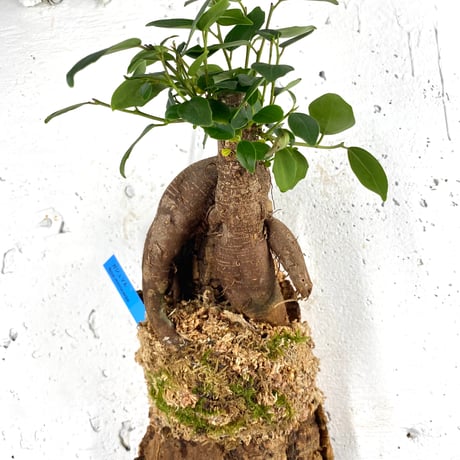ハンギングプランツ Ficus microcarpa ガジュマル 水苔コルク付け 水耕栽培 観葉植物 ハイドロカルチャー インテリアグリーン