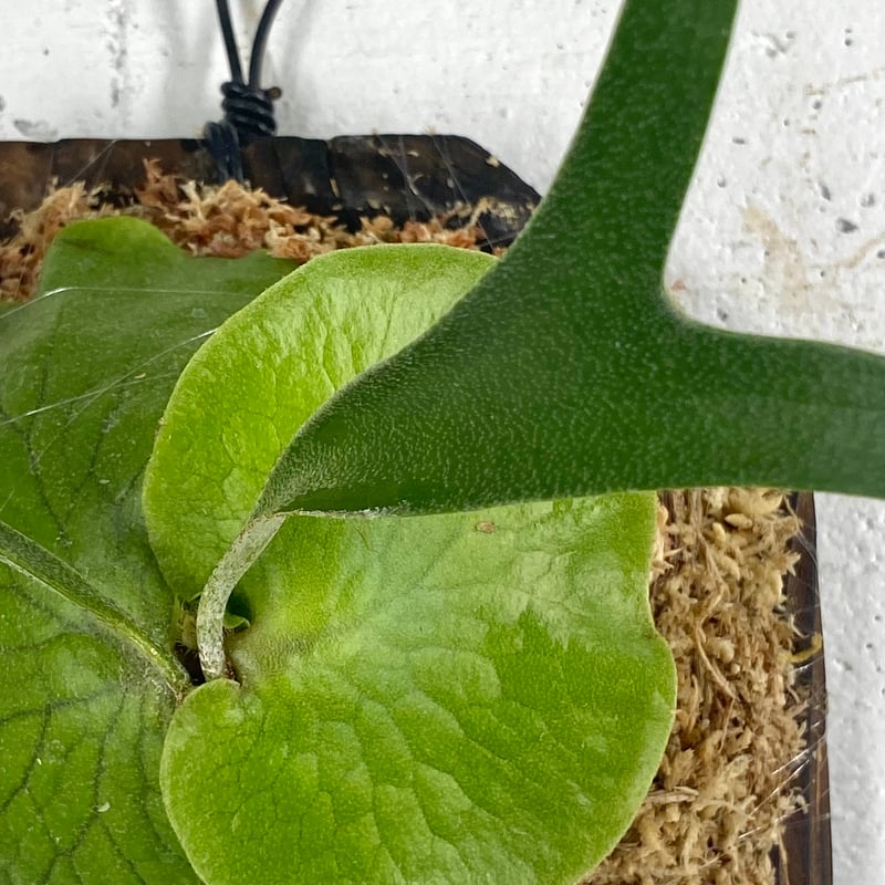ビカクシダ アルシコルネ マダガスカル P.Vassei (P.Alcicorne Var.M