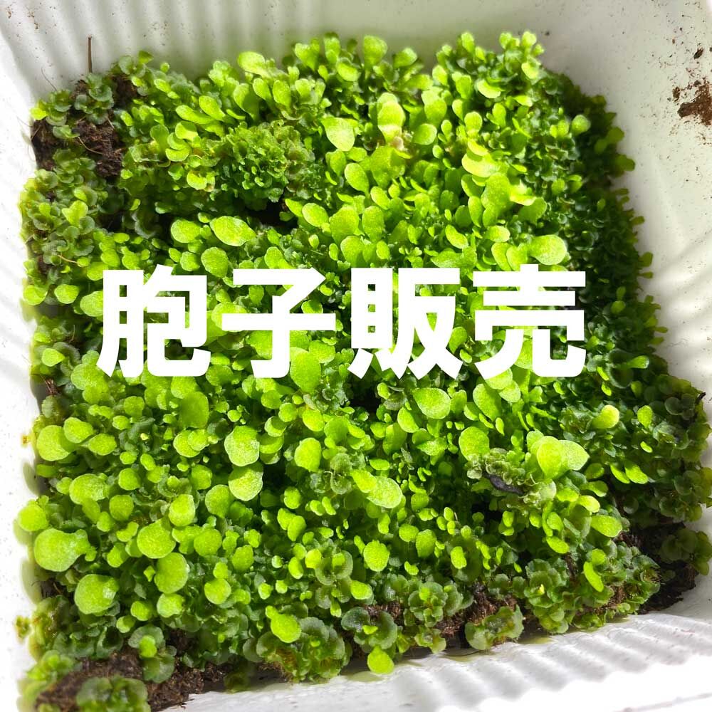 週末限定プレミアムSALE開催中】Willinckii OMG前葉体胞子体 ② 【公式