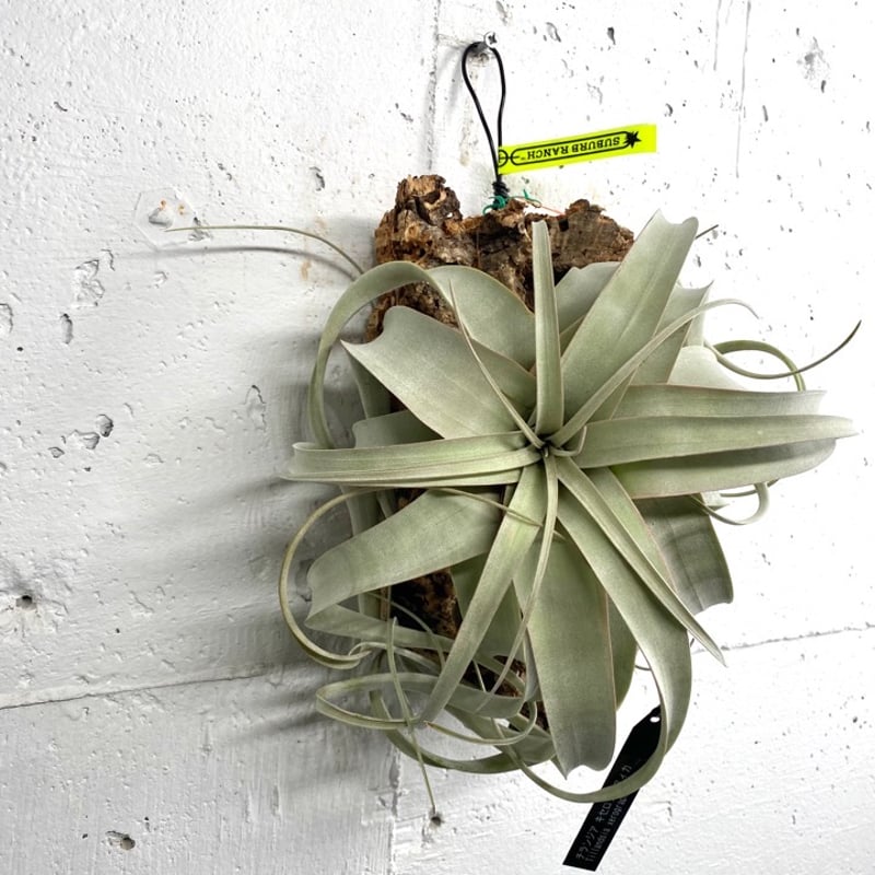 チランジア キセログラフィカ Tillandsia xerographica コルク付 チランジア キセログラフィカ Tillandsia xerographica コルク付