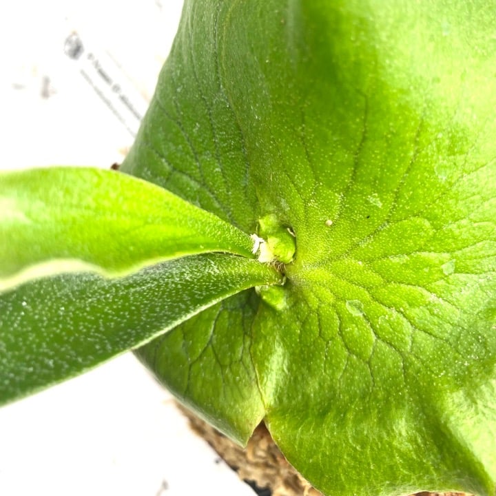 ビカクシダ アルシコルネ マダガスカル P.Vassei (P.Alcicorne ビカクシダ アルシコルネ マダガスカル P.Vassei (P.Alcicorne