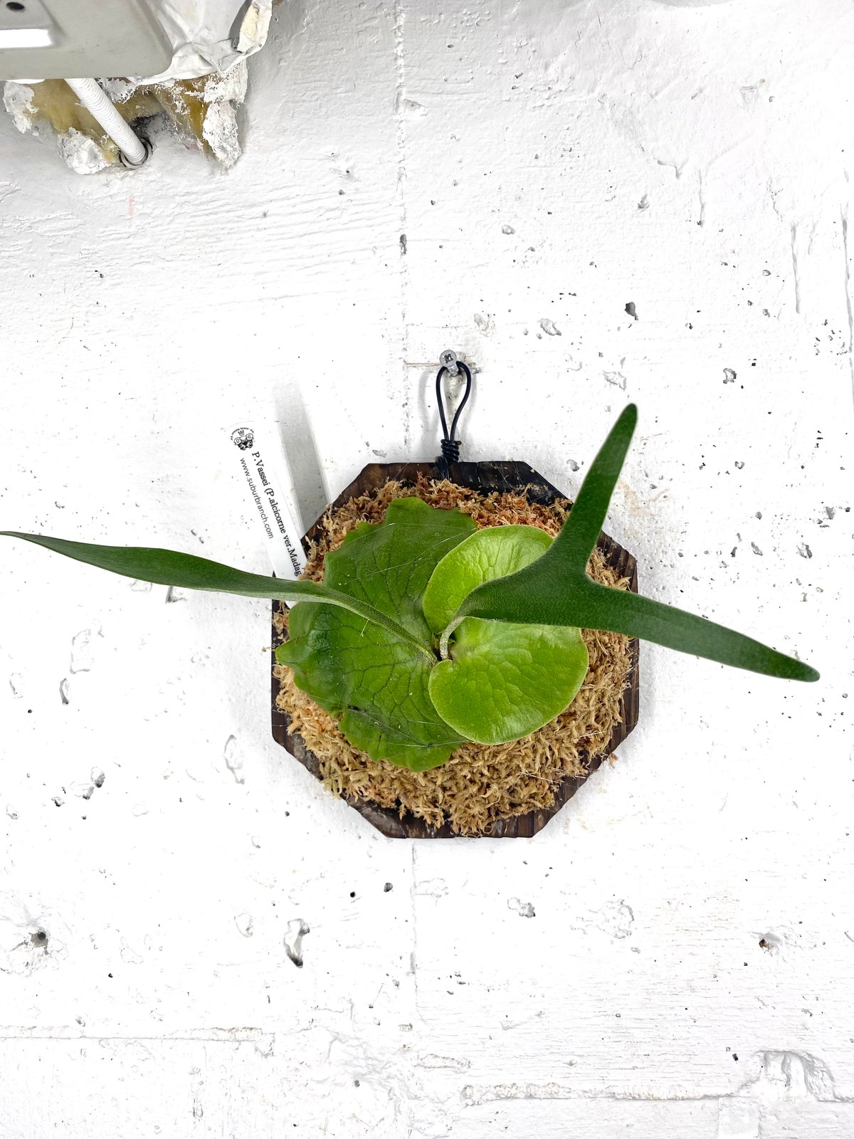 親株 ウネリ強alcicorne Madagascar Vassei ビカクシダ Platycerium vassei