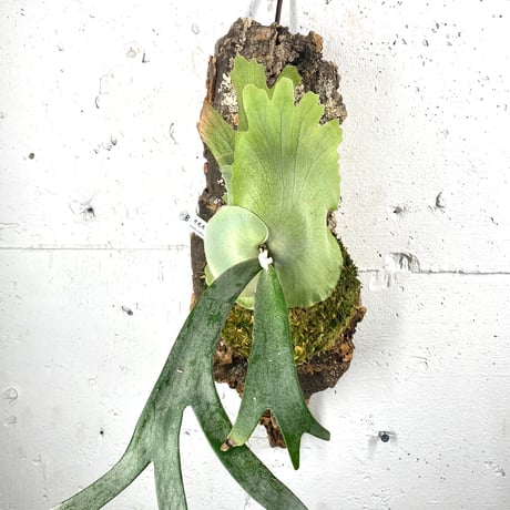 P.willinckii 月光爪哇 ビカクシダ OC 子株①（コラム
