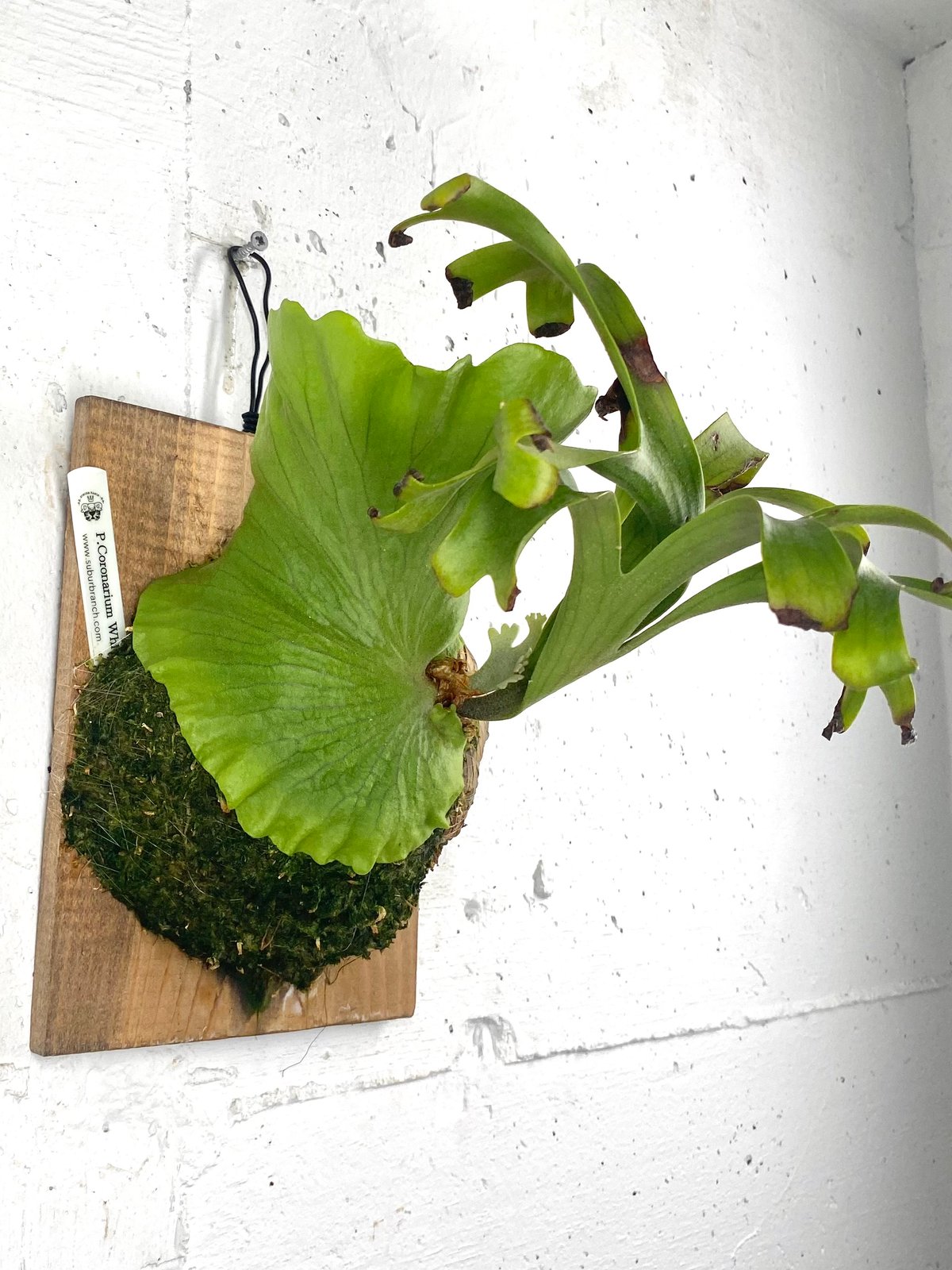 ビカクシダ コロナリウム ホワイト P.coronarium 'white ' 板付 ビカクシダ コロナリウム ホワイト P.coronarium 'white ' 板付