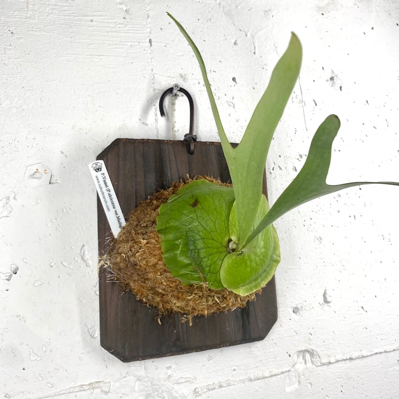 ビカクシダ フラワー・ガーデニング アルシコルネマダガスカル 子株