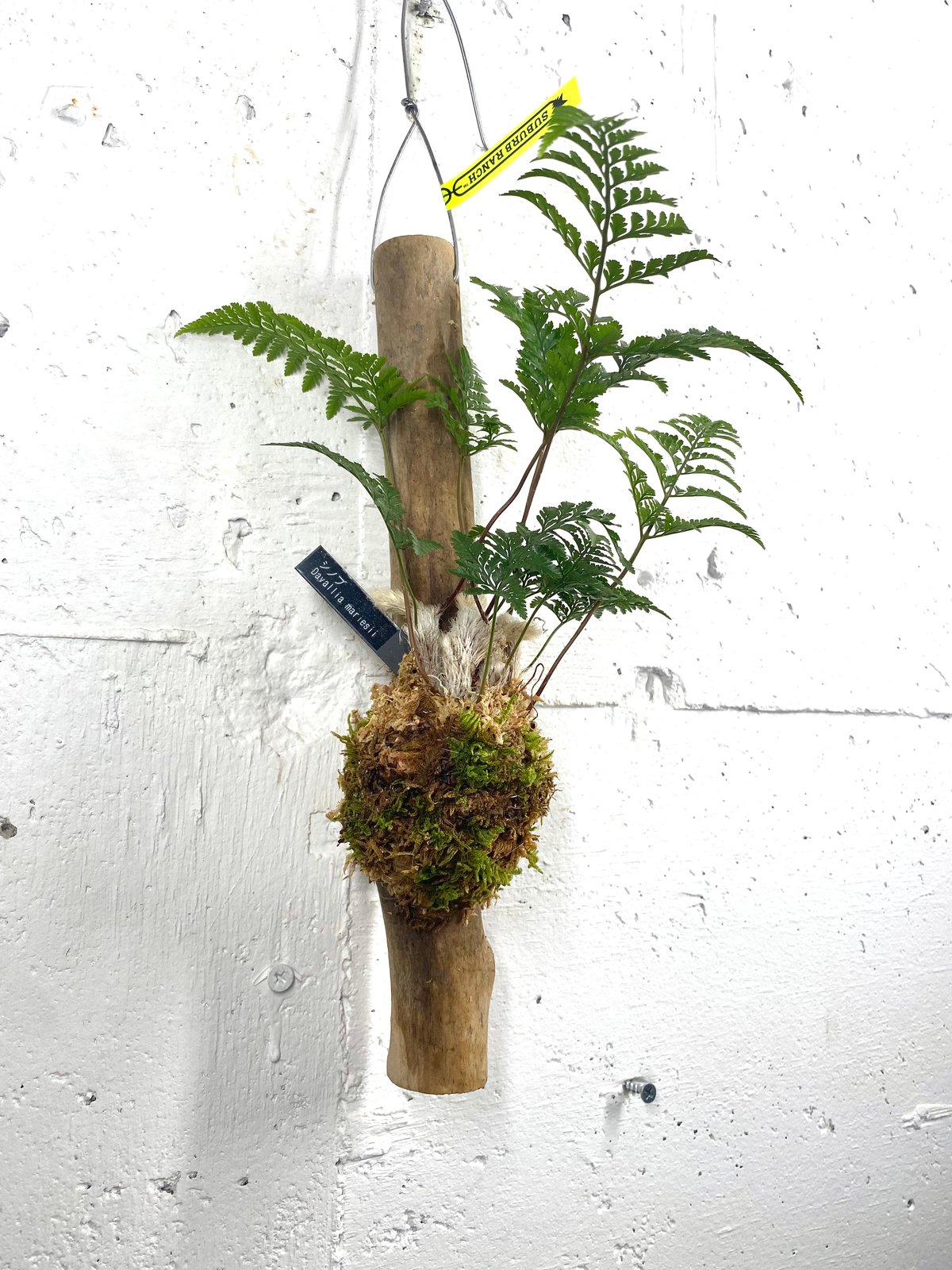 流木 トキワシノブ 山野草 シダ植物 ハンギング インテリア