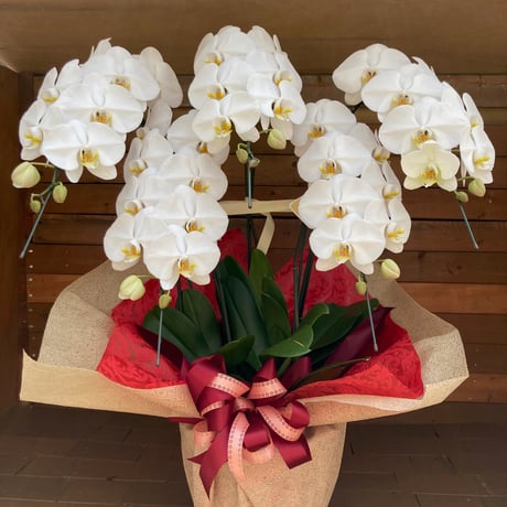 P-40　胡蝶蘭　5本立 [山口市内有料地区]