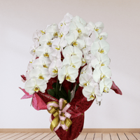 P-20　胡蝶蘭　３本立 [山口市内有料地区]