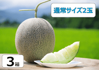 肥後グリーン 通常サイズ2玉 | 芹口園芸オンラインストア