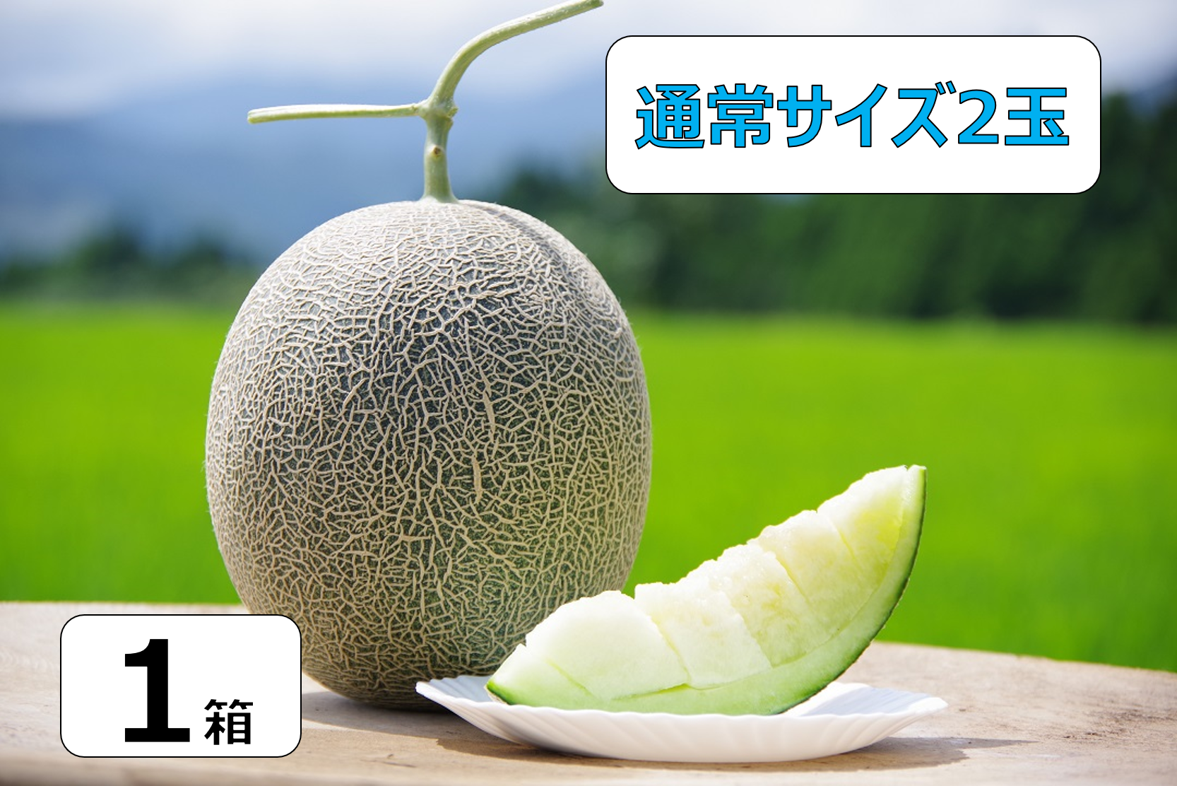肥後グリーン 通常サイズ2玉 | 芹口園芸オンラインストア