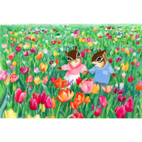 チューリップ畑（ムジ）