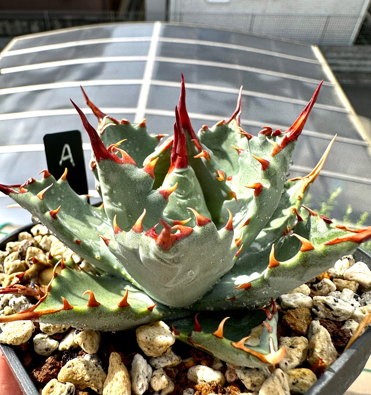 アガベ agave 『妖蟹A型』 激レアハイブリッド種 | Lucky Summer Agave