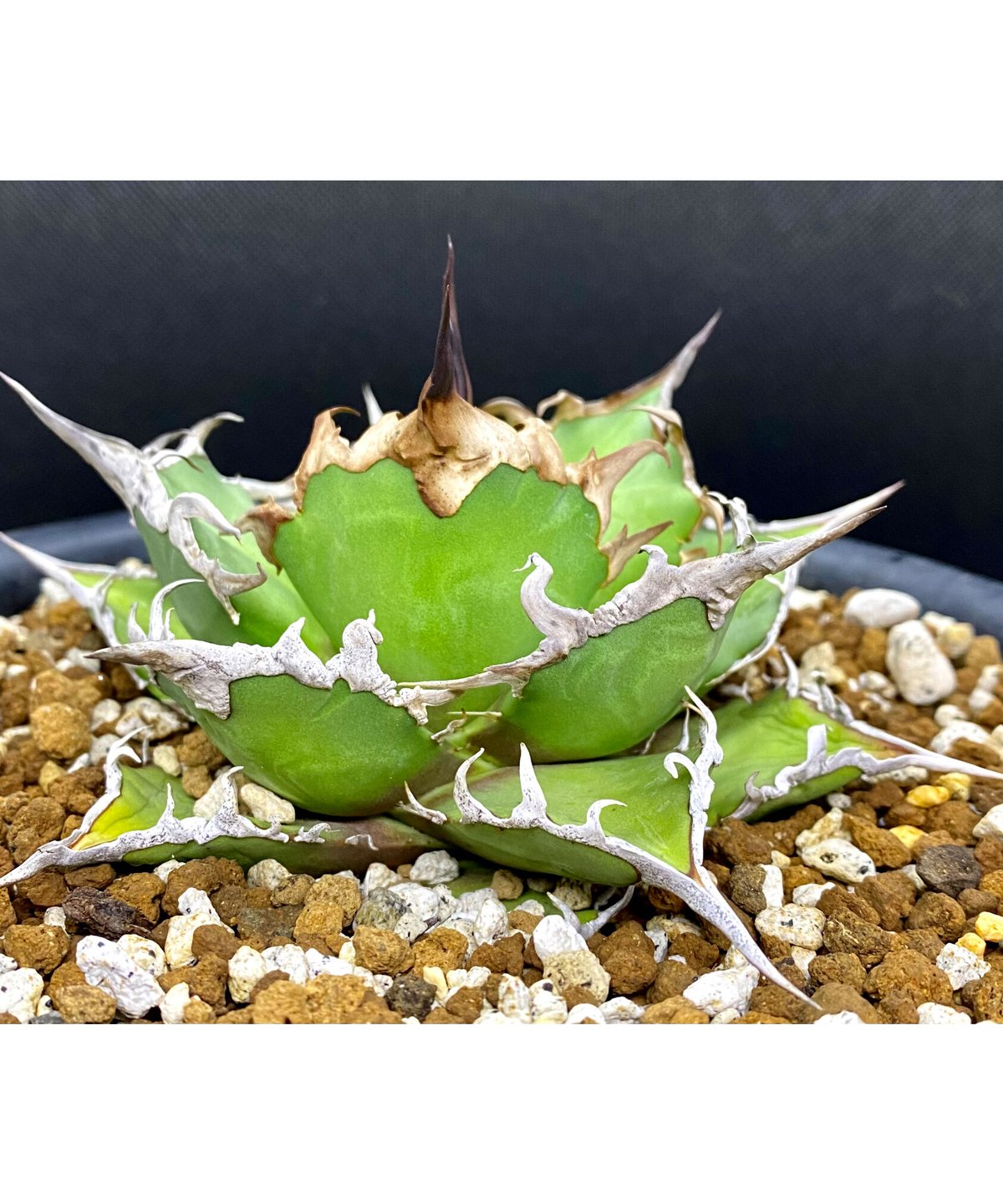 アガベチタノタagavetitanotaシーザー鉢込み 【公式通販】