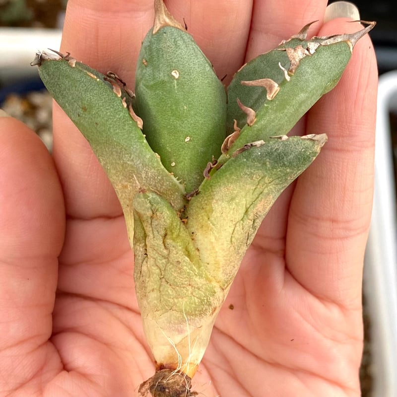 アガベ agave チタノタtitanota 鬼爪 皮卡丘 雪峰 激レア特選株 アガベ agave チタノタtitanota 鬼爪 皮卡丘 雪峰 激レア特選株