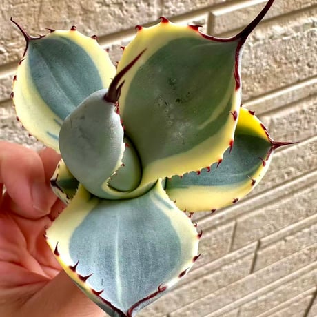 Lucky Summer Agave様オーダー対応 Lucky Summer Agave