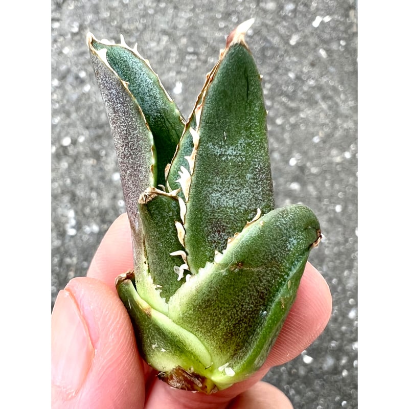 Agave titanota 日冕(コロナ)大 台湾ゴジラ アガベ チタノタ アガベ