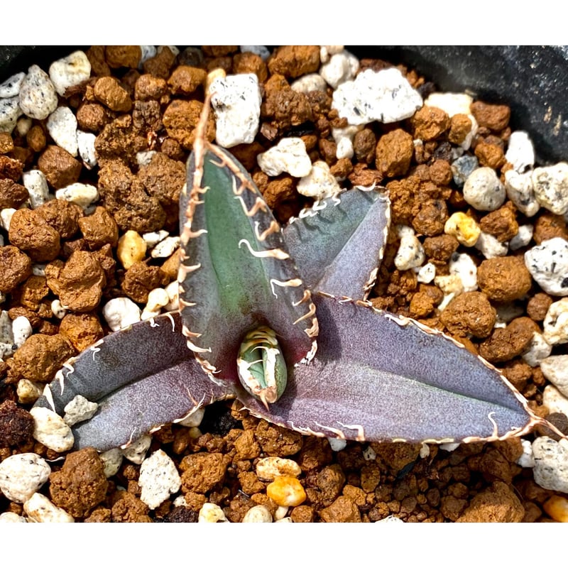 アガベ agave チタノタ titanota 緋紅牡丹 発根済み子株 | Lucky...