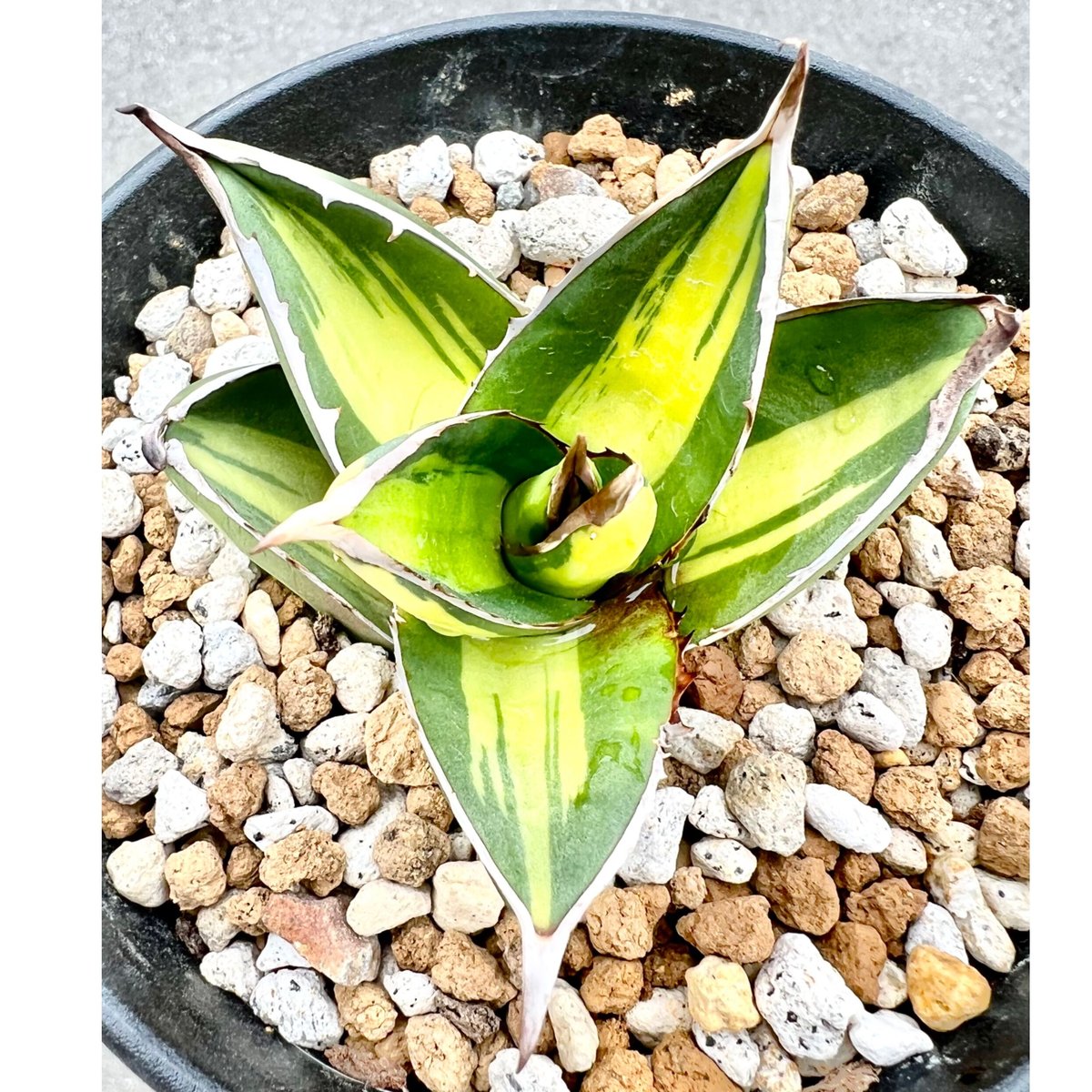 ☆特選逸品☆超高級☆天然植物香料100％【チベット族秘伝☆ 六度波羅蜜