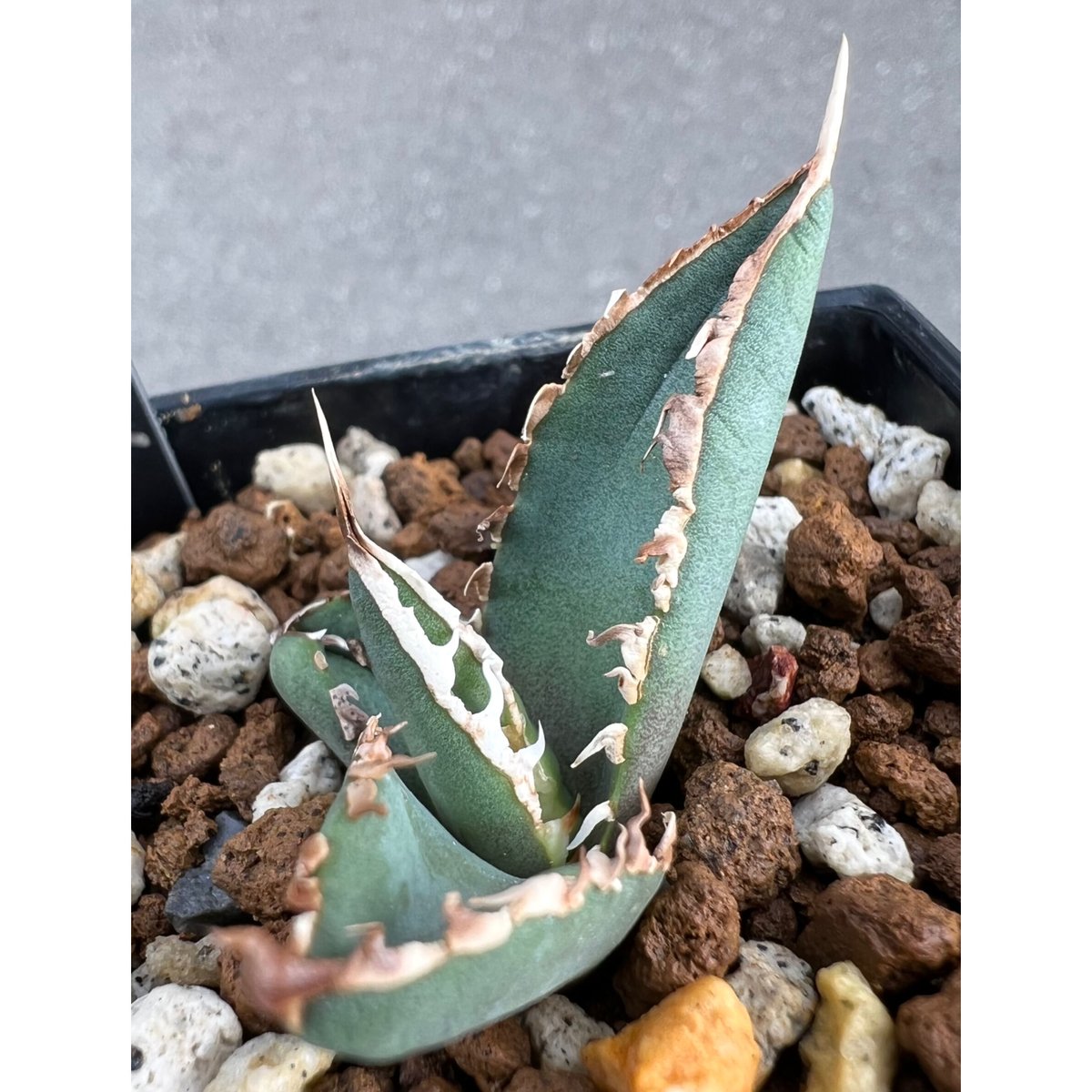 【アガベ】狼人　極極上OC 速達！！ アガベ agave titanota チタノタ『狼人』超極上コレクション株