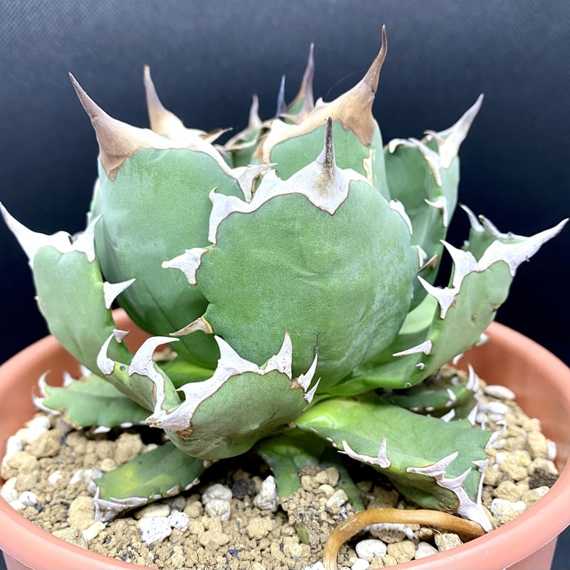 agave titanota アガベ チタノタ 狂刺 厳選美株 | Lucky Summer 